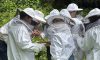 Bienen AG