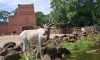 Zoobesuch der 8c